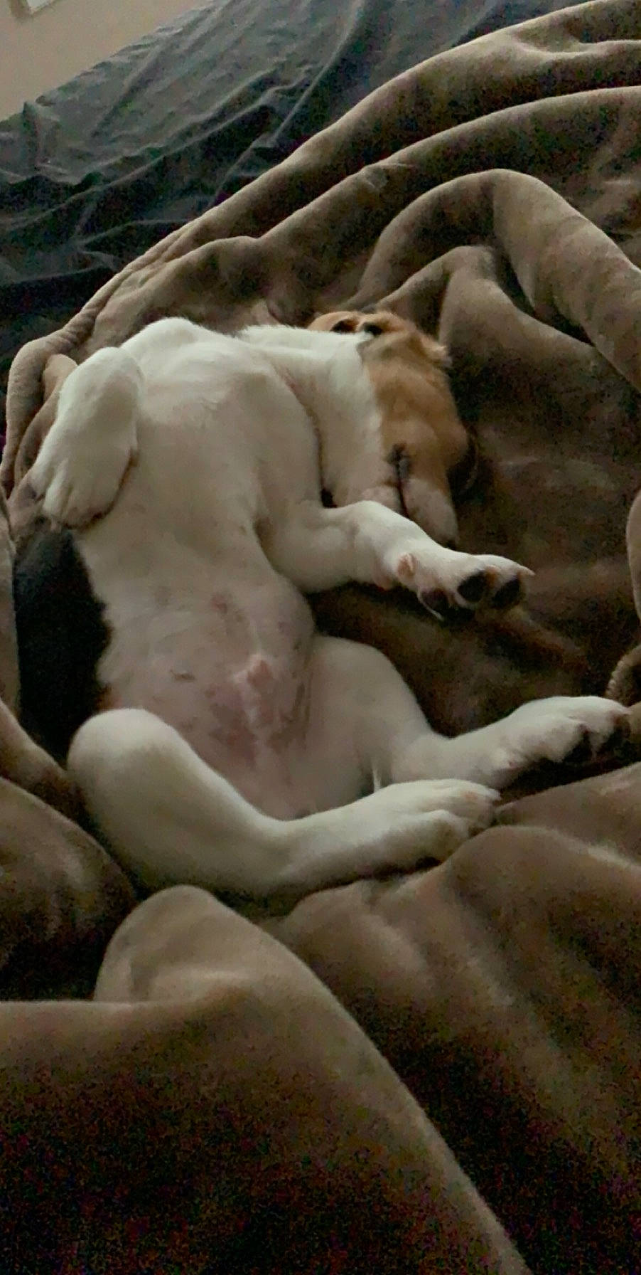 Copper joined the competition — help win amazing prizes! canidae, carnivore, dog_breed, fawn, nap, non_sporting_group, sleep, snout, sporting_group