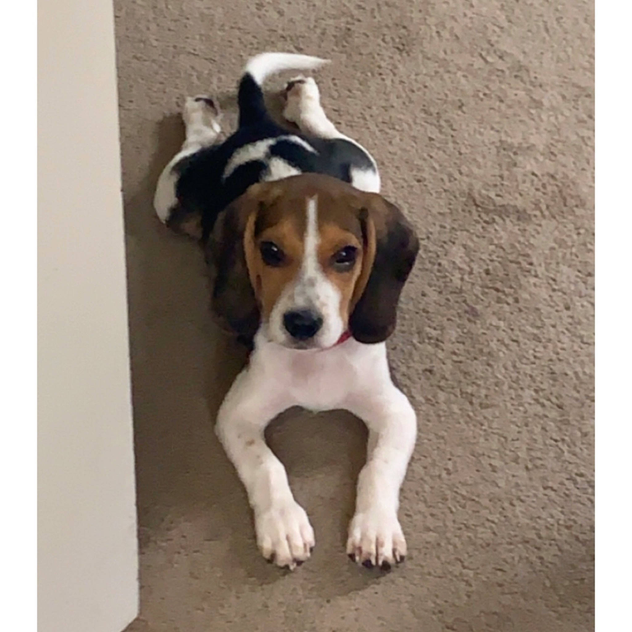 Copper is registered to the contest to win money with this photo: american_foxhound, beagle, beagle_harrier, beaglier, canidae, carnivore, companion_dog, coonhound, dog, dog_breed, english_foxhound, estonian_hound, finnish_hound, harrier, mammal, pocket_beagle, puppy, serbian_tricolour_hound, treeing_walker_coonhound, vertebrate