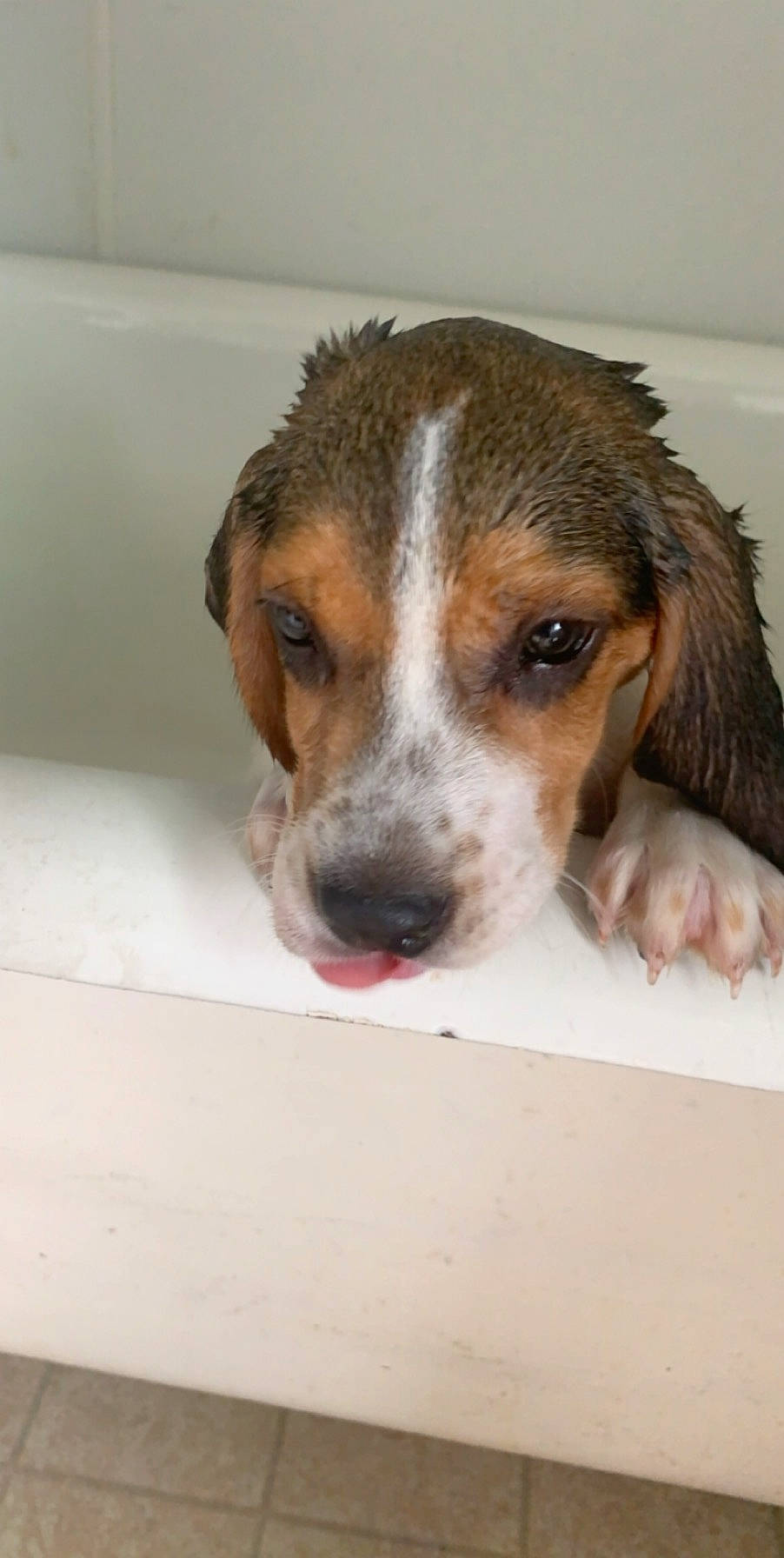 Copper joined the competition — help win amazing prizes! american_foxhound, beagle, beagle_harrier, canidae, carnivore, companion_dog, dog, dog_breed, drever, english_coonhound, english_foxhound, harrier, hound, mammal, nose, pocket_beagle, puppy, snout, treeing_walker_coonhound, vertebrate