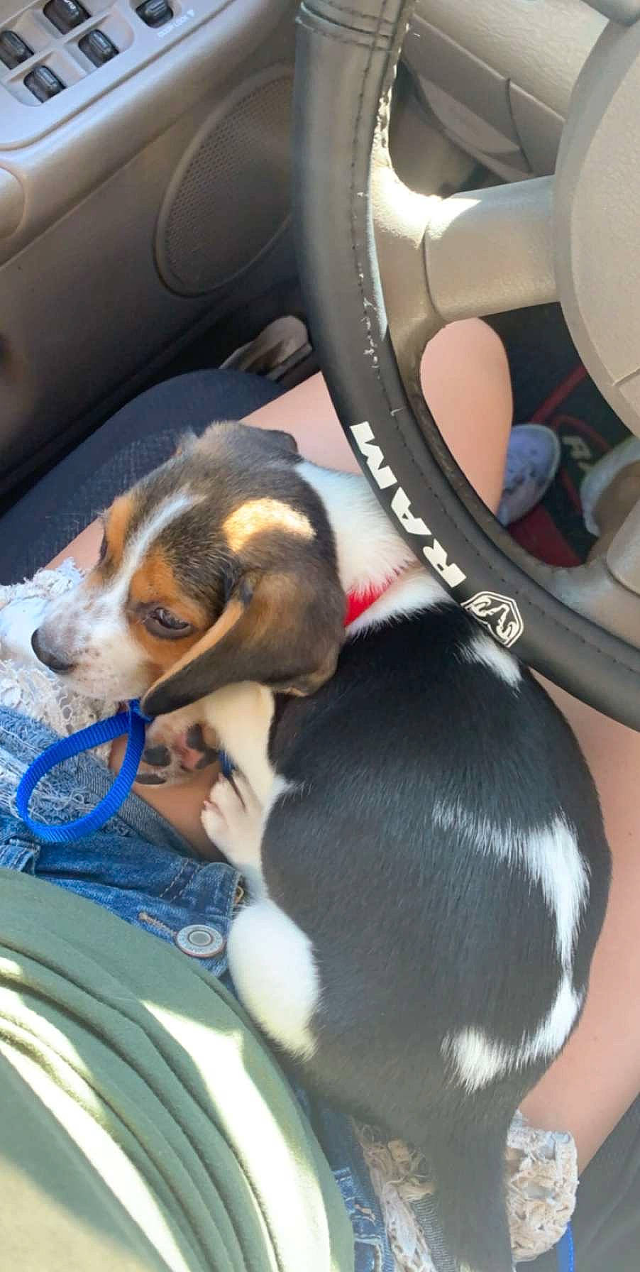 Copper joined the competition — help win amazing prizes! beagle, beagle_harrier, beaglier, canidae, carnivore, companion_dog, coonhound, dog, dog_breed, estonian_hound, finnish_hound, harrier, mammal, pocket_beagle, puppy, ratonero_bodeguero_andaluz, scent_hound, serbian_tricolour_hound, smooth_fox_terrier, treeing_walker_coonhound