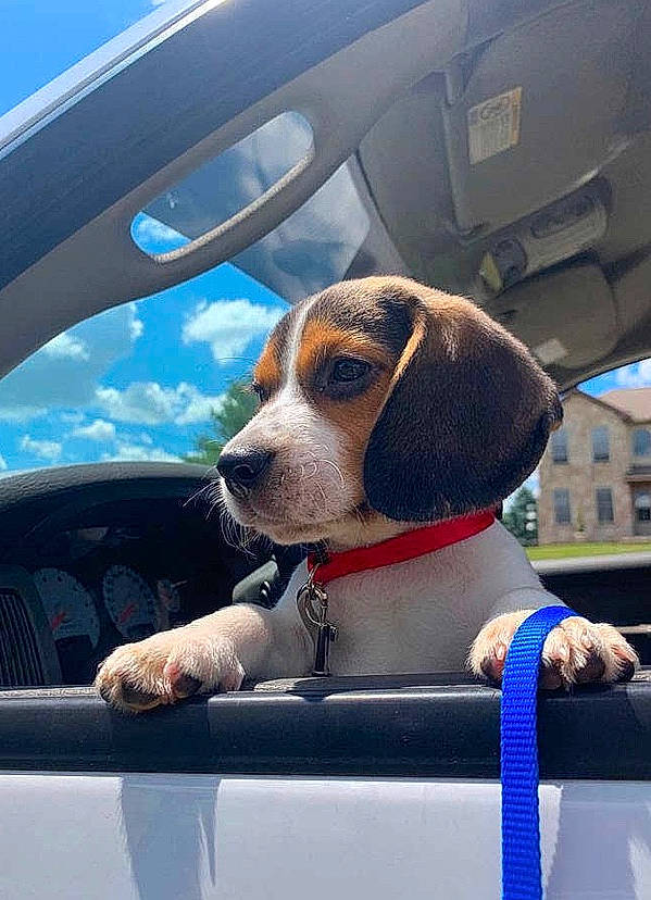 Copper is registered to the contest to win money with this photo: american_foxhound, auto_part, beagle, beagle_harrier, canidae, car, carnivore, coonhound, dog, dog_breed, driving, harrier, mammal, pocket_beagle, snout, sporting_group, transport, treeing_walker_coonhound, vehicle, vertebrate