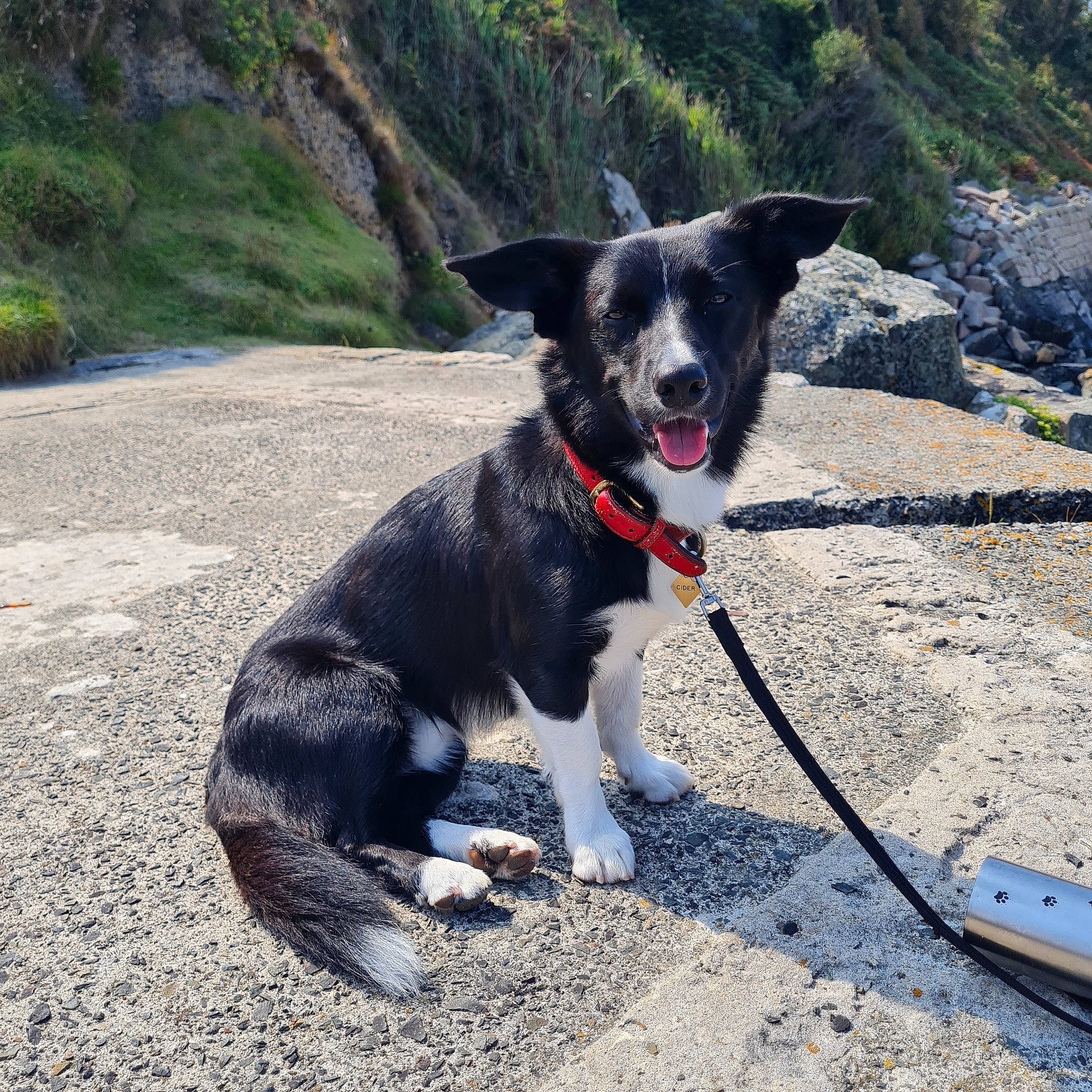 Cider is registered to the contest to win money with this photo: border_collie, carnivore, collar, companion_dog, dog, dog_breed, dog_collar, dog_supply, fashion_accessory, grass, herding_dog, leash, plant, recreation, road_surface, snout, sporting_group, tail, walking, working_animal