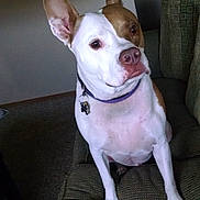 Hoover is registered to the contest to win money with this photo: alert, animal, brown_and_white, canine, carpet, collar, companion, couch, curious, dog, domestic_animal, ears, furniture, household, indoor, looking_away, pet, portrait, resting, sitting