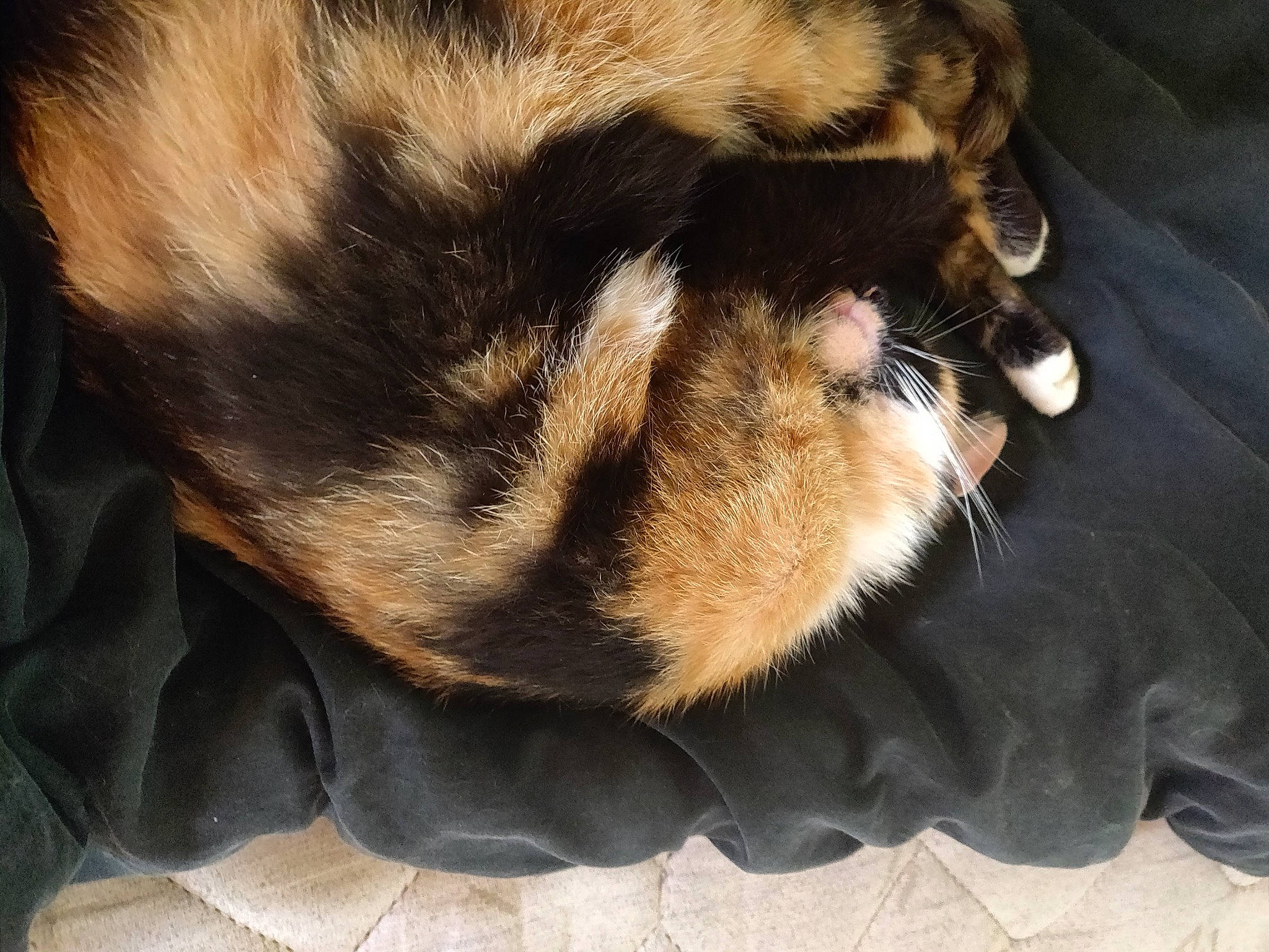 Sophie participe au concours pour gagner de l'argent avec cette photo : canidae, carnivore, claw, comfort, companion_dog, dog, dog_breed, domestic_short_haired_cat, ear, fawn, felidae, fur, paw, small_to_medium_sized_cats, snout, sporting_group, tail, terrestrial_animal, whiskers, wildlife