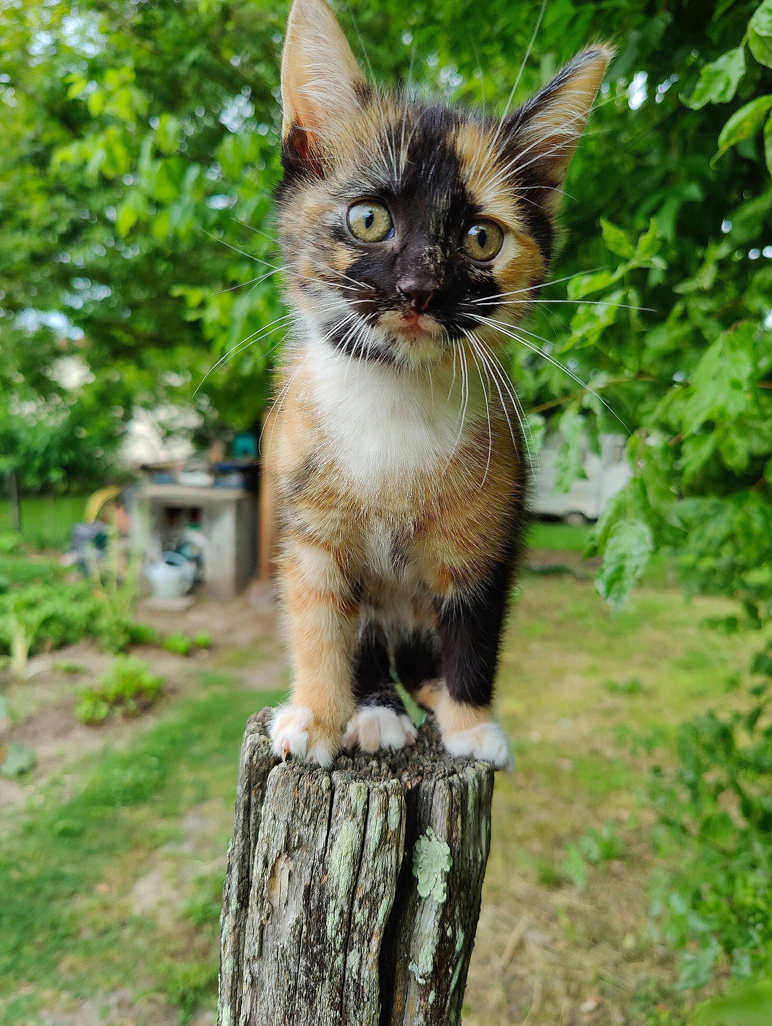 Sophie participe au concours pour gagner de l'argent avec cette photo : carnivore, cat, domestic_short_haired_cat, fawn, felidae, fur, garden, grass, plant, sitting, small_to_medium_sized_cats, snout, tail, terrestrial_animal, tree, trunk, whiskers, wood