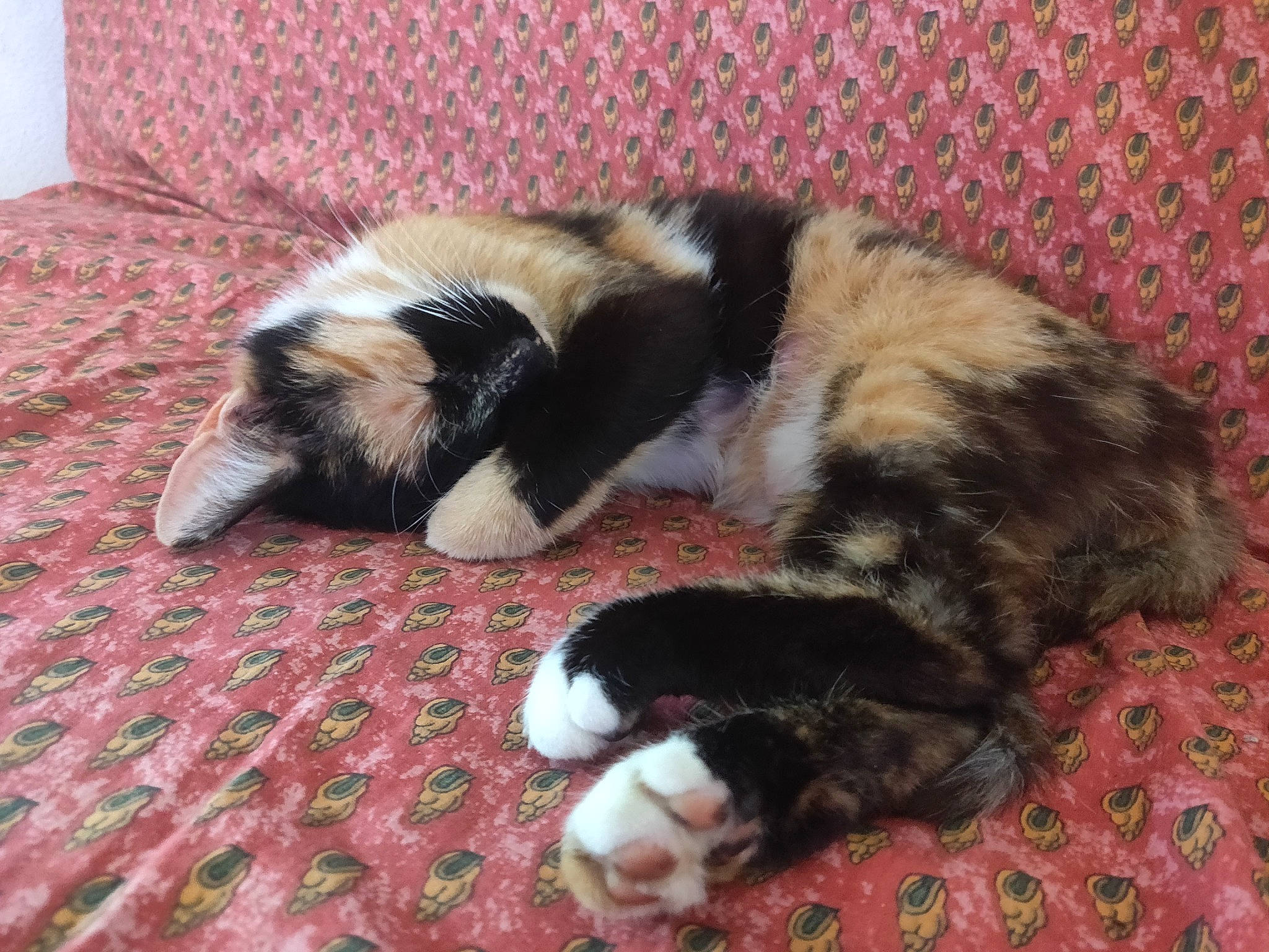 Sophie a rejoint le concours — aidez-le/la à gagner de superbes lots ! canidae, carnivore, cat, claw, comfort, companion_dog, dog_breed, fawn, felidae, fur, nap, non_sporting_group, paw, sleep, small_to_medium_sized_cats, snout, sporting_group, tail, terrestrial_animal, whiskers