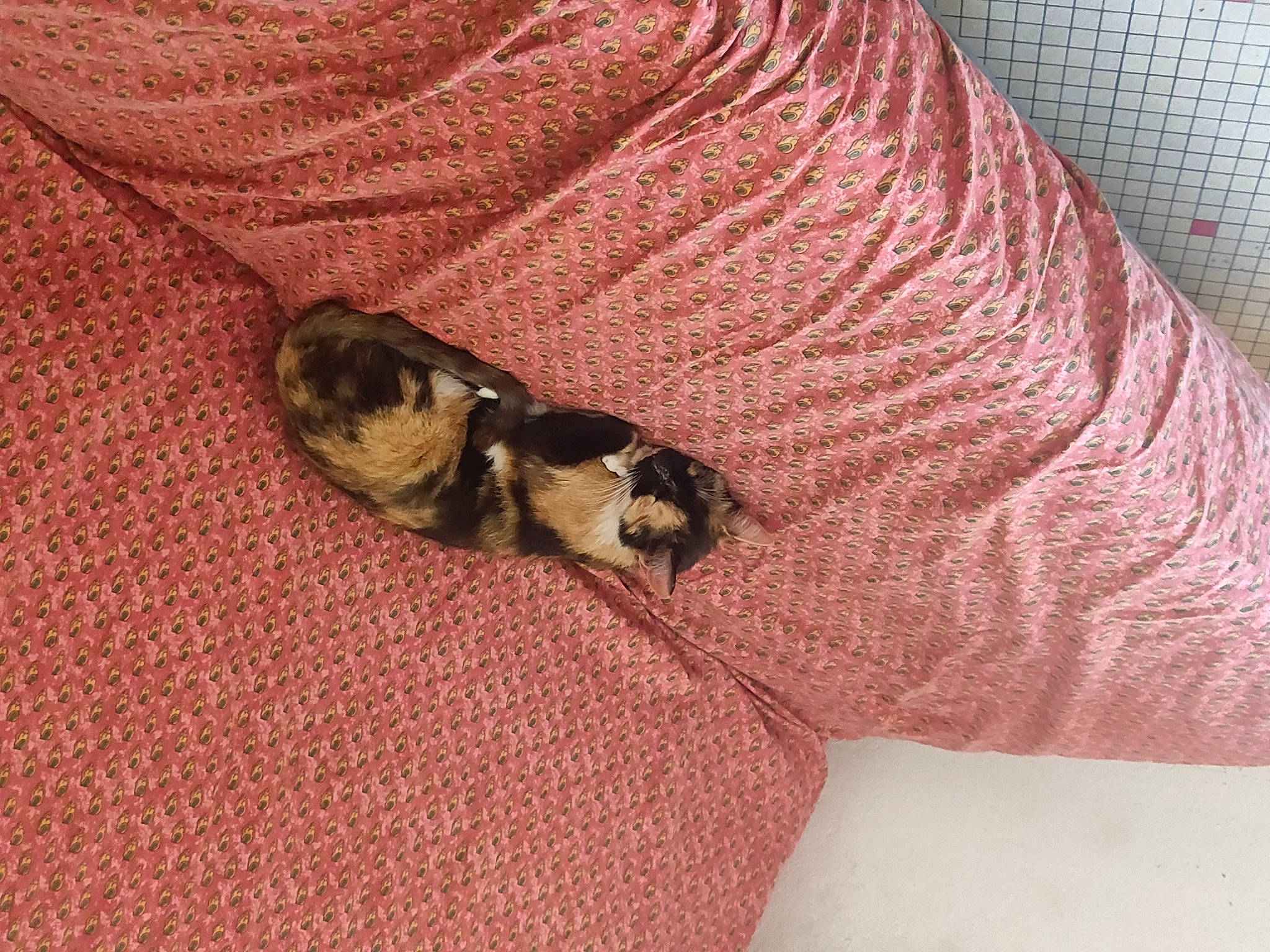 Sophie participe au concours pour gagner de l'argent avec cette photo : bedding, brown, carnivore, cat, comfort, companion_dog, dog_breed, domestic_short_haired_cat, fawn, felidae, fur, linens, pattern, paw, sleeve, small_to_medium_sized_cats, tail, textile, whiskers, wood