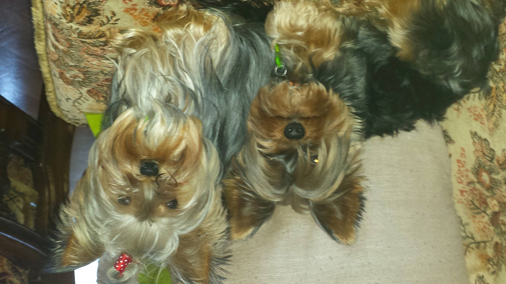 Gino participe au concours pour gagner de l'argent avec cette photo : biewer_terrier, canidae, carnivore, companion_dog, dog, dog_breed, dog_supply, fawn, felidae, fur, liver, small_terrier, snout, sporting_group, terrier, toy_dog, whiskers, working_animal, yorkipoo, yorkshire_terrier