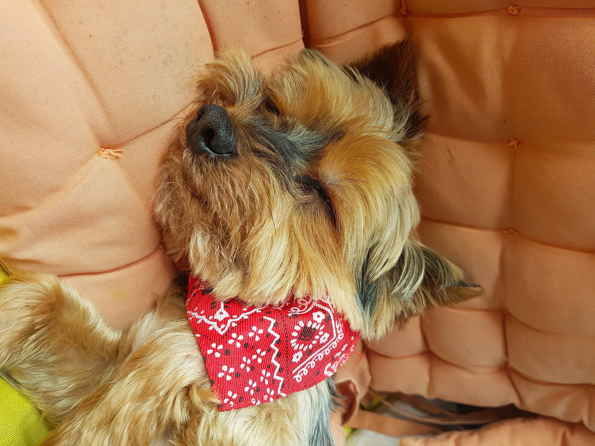 Gino participe au concours pour gagner de l'argent avec cette photo : blond, canidae, carnivore, collar, companion_dog, couch, dog, dog_breed, dog_collar, dog_supply, ear, fashion_accessory, fawn, liver, pet_supply, snout, sporting_group, terrier, toy_dog, working_animal