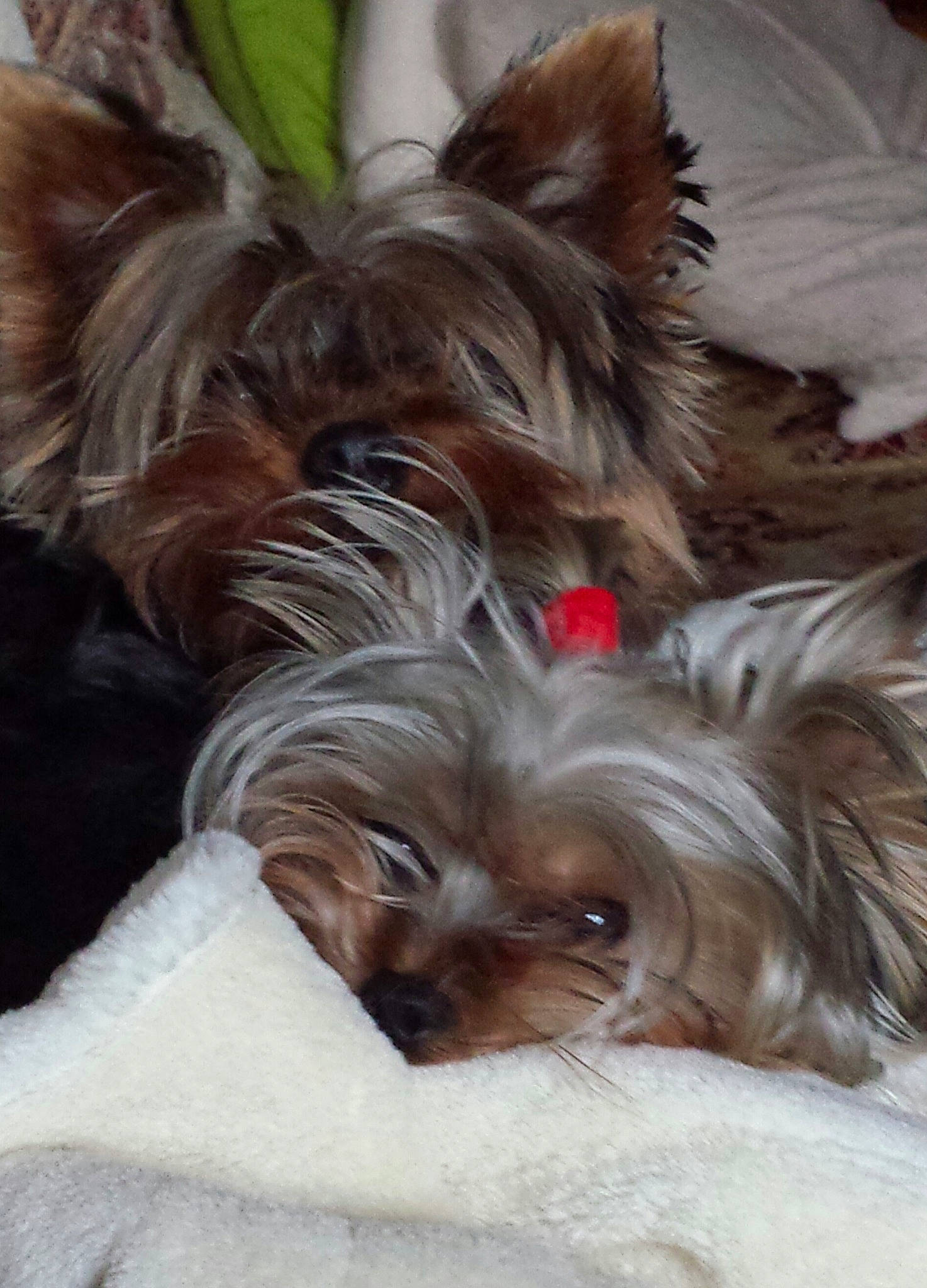 Gino participe au concours pour gagner de l'argent avec cette photo : biewer_terrier, canidae, carnivore, comfort, companion_dog, dog, dog_breed, dog_supply, fawn, fur, liver, shih_tzu, small_terrier, snout, sporting_group, terrestrial_animal, terrier, toy_dog, working_animal, yorkipoo