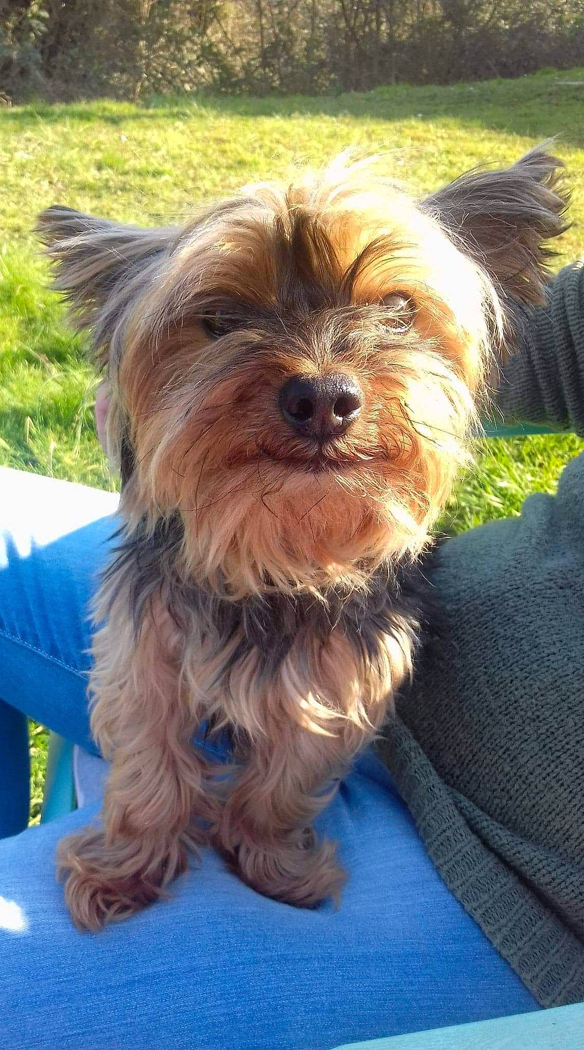 Gino a rejoint le concours — aidez-le/la à gagner de superbes lots ! biewer_terrier, canidae, carnivore, companion_dog, dog, dog_breed, dog_supply, fawn, fur, grass, liver, maltepoo, small_terrier, snout, sporting_group, terrier, toy_dog, water_dog, working_animal, yorkipoo