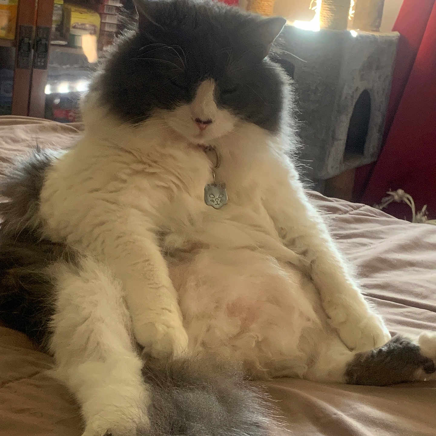 Roxy is registered to the contest to win money with this photo: accessories, angora, animal, architecture, bed, bedroom, cat, couch, electronics, furniture, indoors, jewelry, kitten, locket, manx, pendant, person, pet, room, sleeping