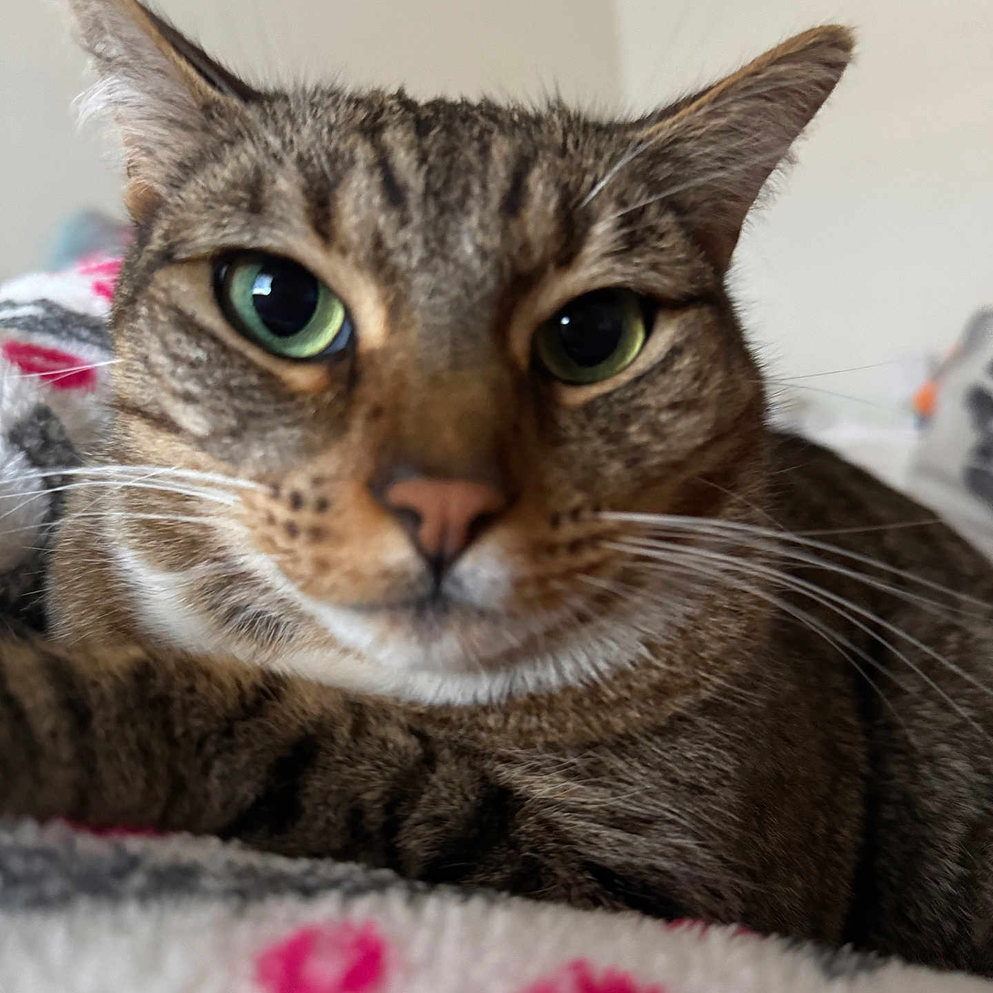 Sam is registered to the contest to win money with this photo: animal, blanket, cat, close_up, comfort, cozy, cute, ears, face, feline, fur, green_eyes, indoor, mammal, nose, pet, resting, soft, tabby, whiskers