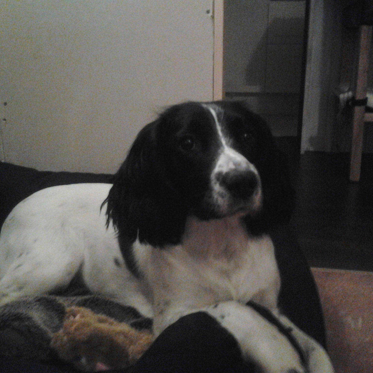 Lola