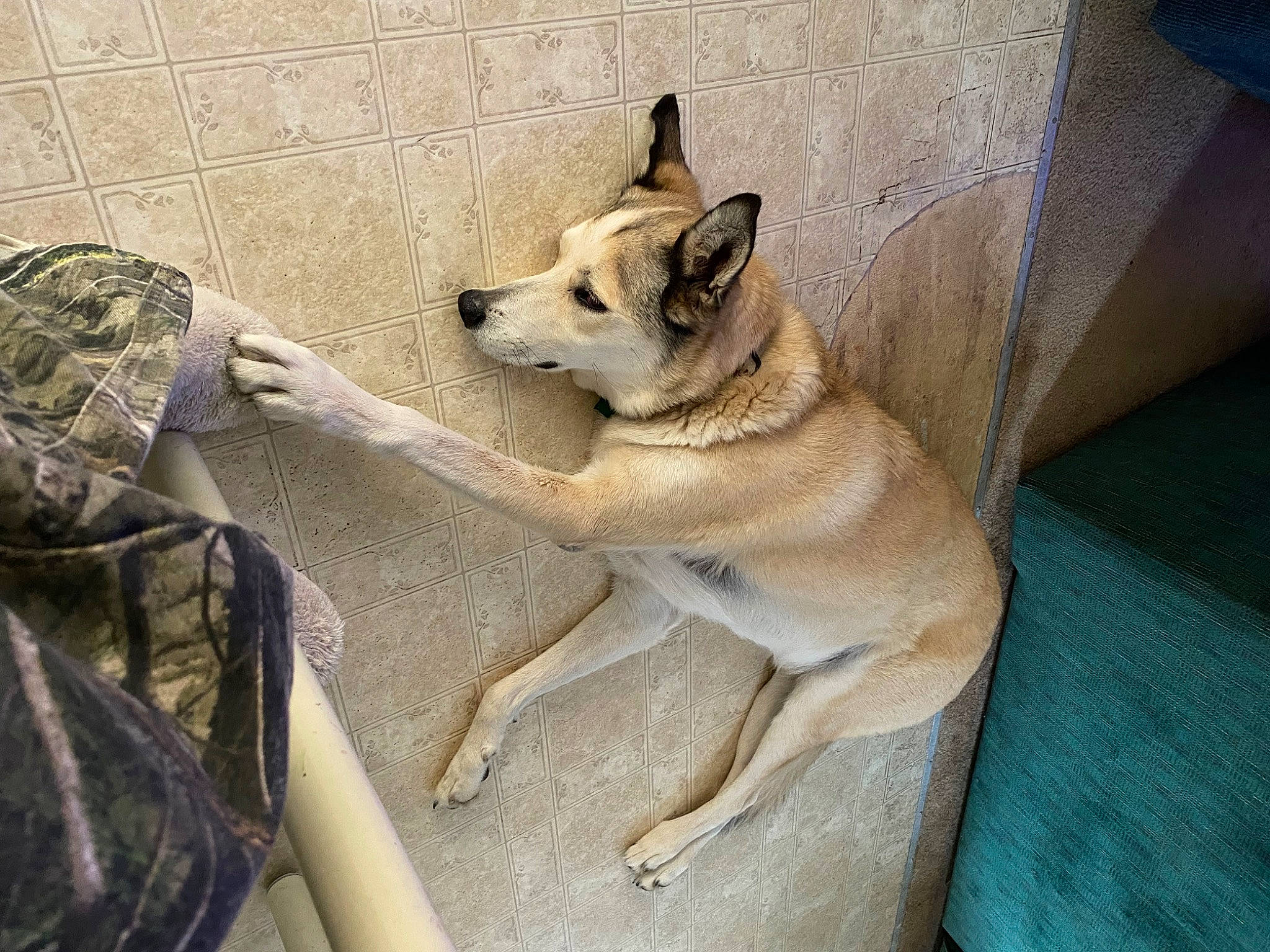 Sable joined the competition — help win amazing prizes! ancient_dog_breeds, canidae, carnivore, comfort, companion_dog, dog, dog_breed, fawn, german_shepherd_dog, jaw, newfoundland, non_sporting_group, siberian_husky, snout, sporting_group, tail, terrestrial_animal, wildlife, working_animal, working_dog