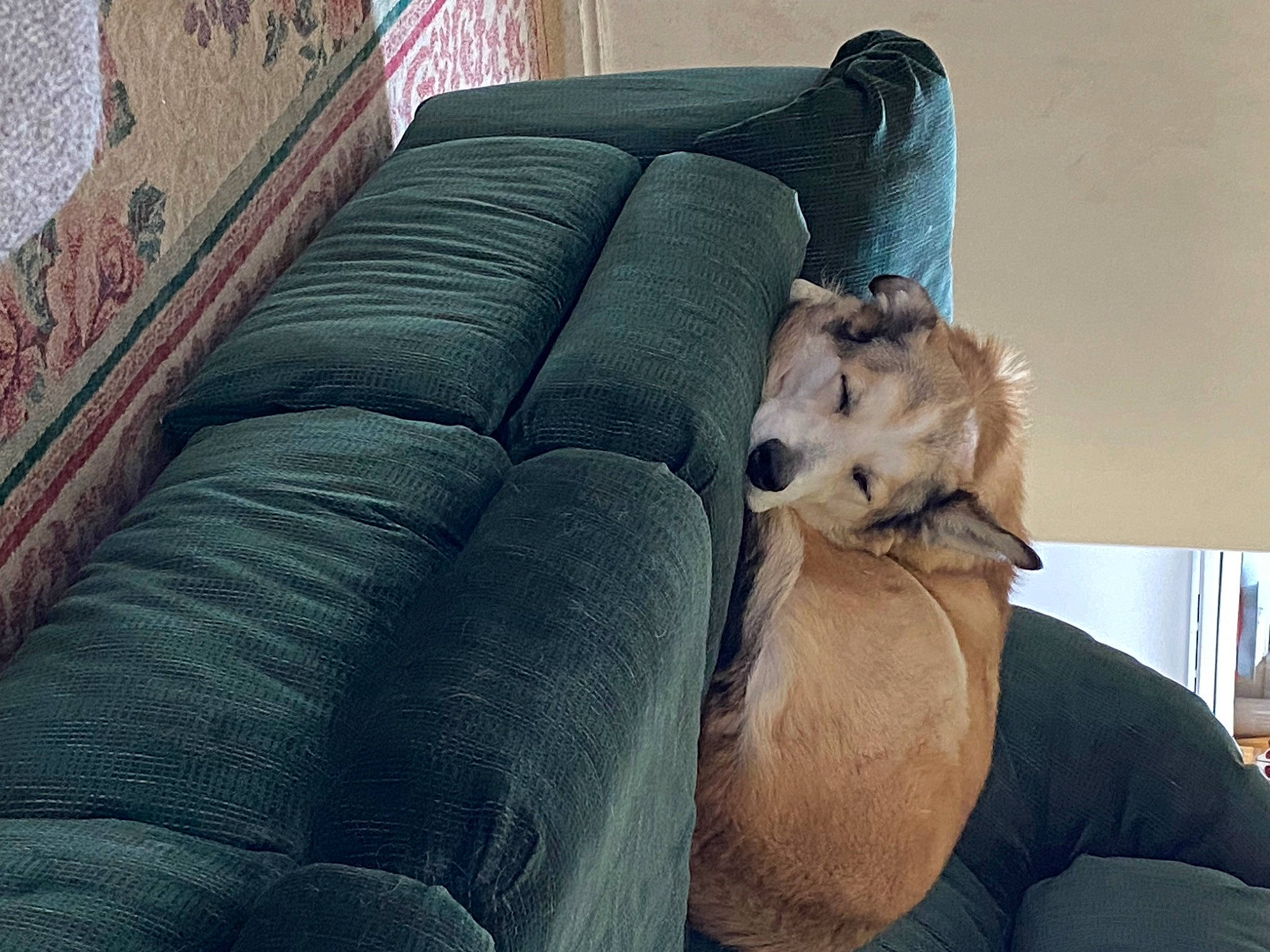 Sable is registered to the contest to win money with this photo: canidae, carnivore, comfort, companion_dog, couch, dog, dog_breed, fawn, felidae, flooring, fur, human_leg, living_room, paw, room, sitting, sofa_bed, studio_couch, thigh, toy_dog