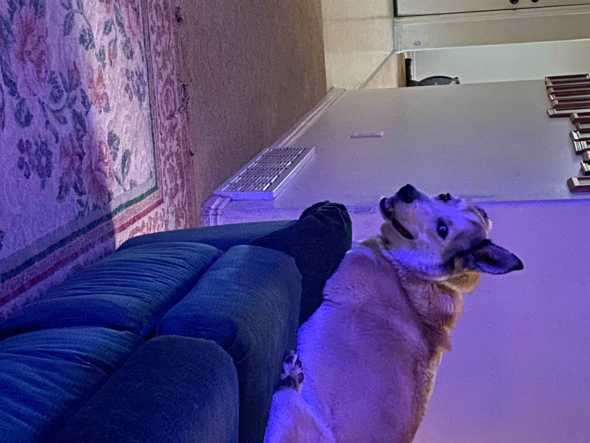 Sable joined the competition — help win amazing prizes! canidae, carnivore, comfort, companion_dog, dog, dog_breed, electric_blue, fawn, felidae, flooring, fur, magenta, purple, room, snout, sporting_group, tints_and_shades, toy, violet, whiskers