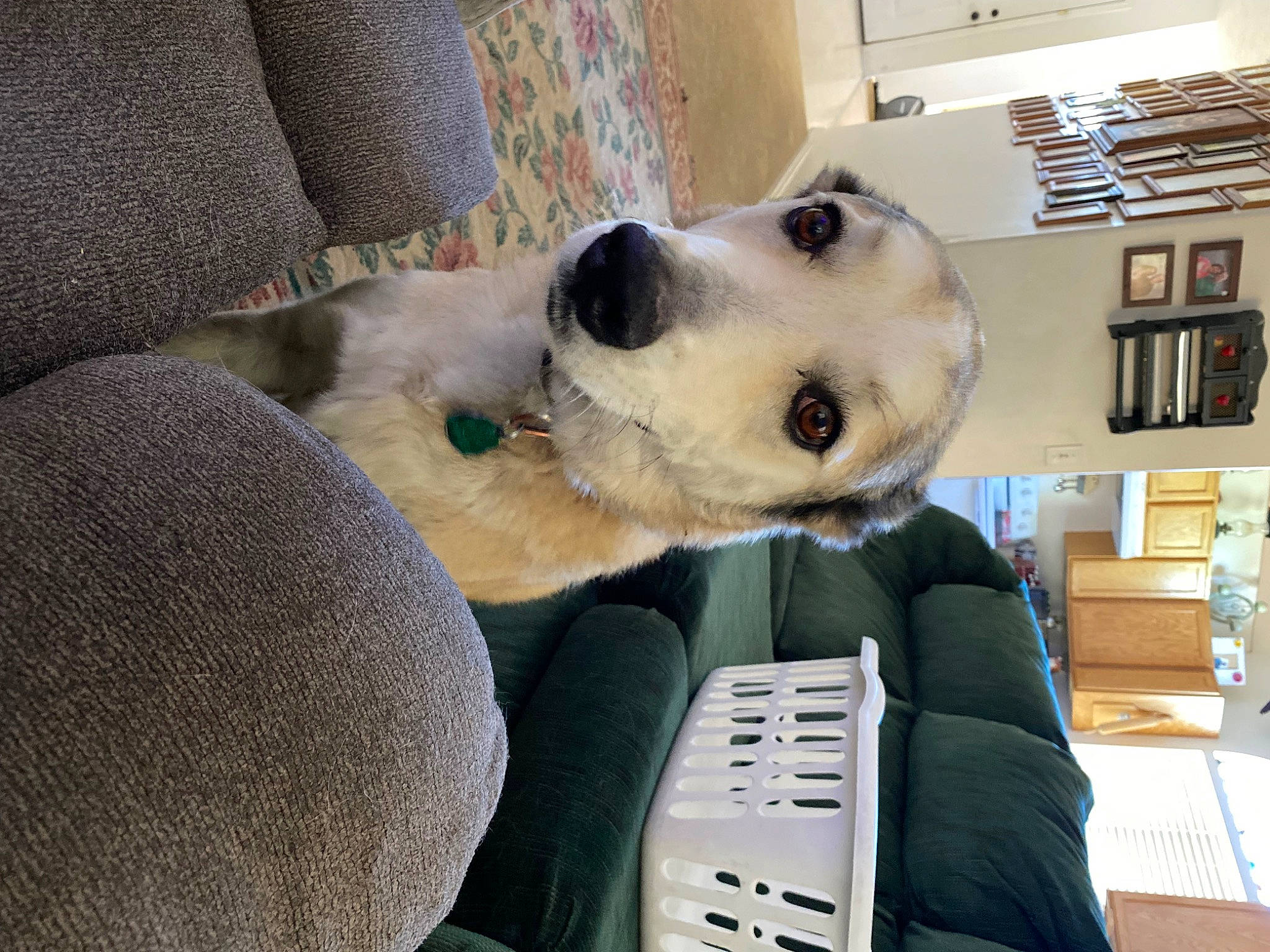 Sable joined the competition — help win amazing prizes! bookcase, canidae, carnivore, collar, comfort, companion_dog, dog, dog_breed, dog_supply, ear, fawn, fur, head, non_sporting_group, shelf, shelving, snout, sporting_group, whiskers, working_animal