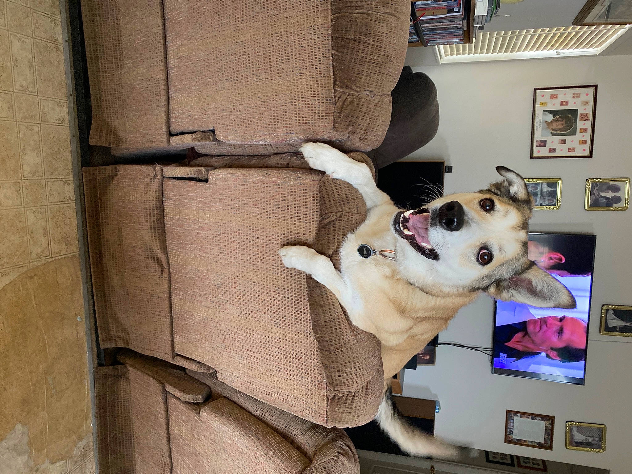 Sable joined the competition — help win amazing prizes! canidae, carnivore, collar, companion_dog, couch, dog, dog_breed, dog_collar, dog_supply, fawn, fur, leash, non_sporting_group, paw, pet_supply, picture_frame, snout, sporting_group, wood, working_animal