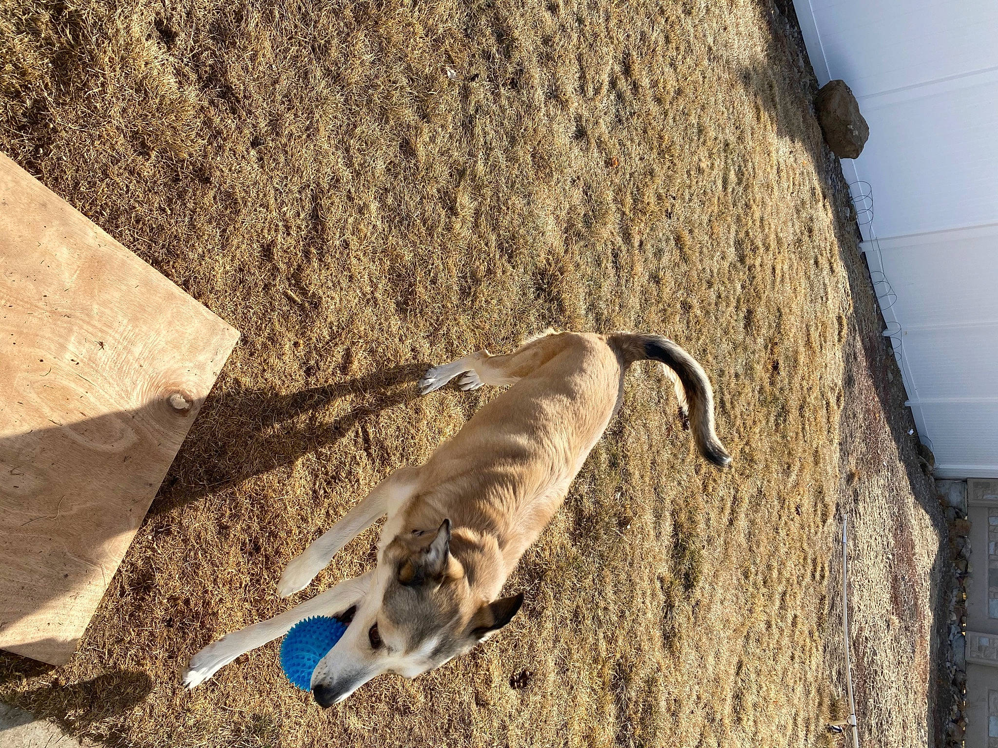 Sable joined the competition — help win amazing prizes! canidae, carnivore, collar, companion_dog, concrete, dog, dog_breed, dog_collar, fashion_accessory, fawn, leash, non_sporting_group, pet_supply, rampur_greyhound, shadow, soil, sporting_group, tail, terrestrial_animal, wood