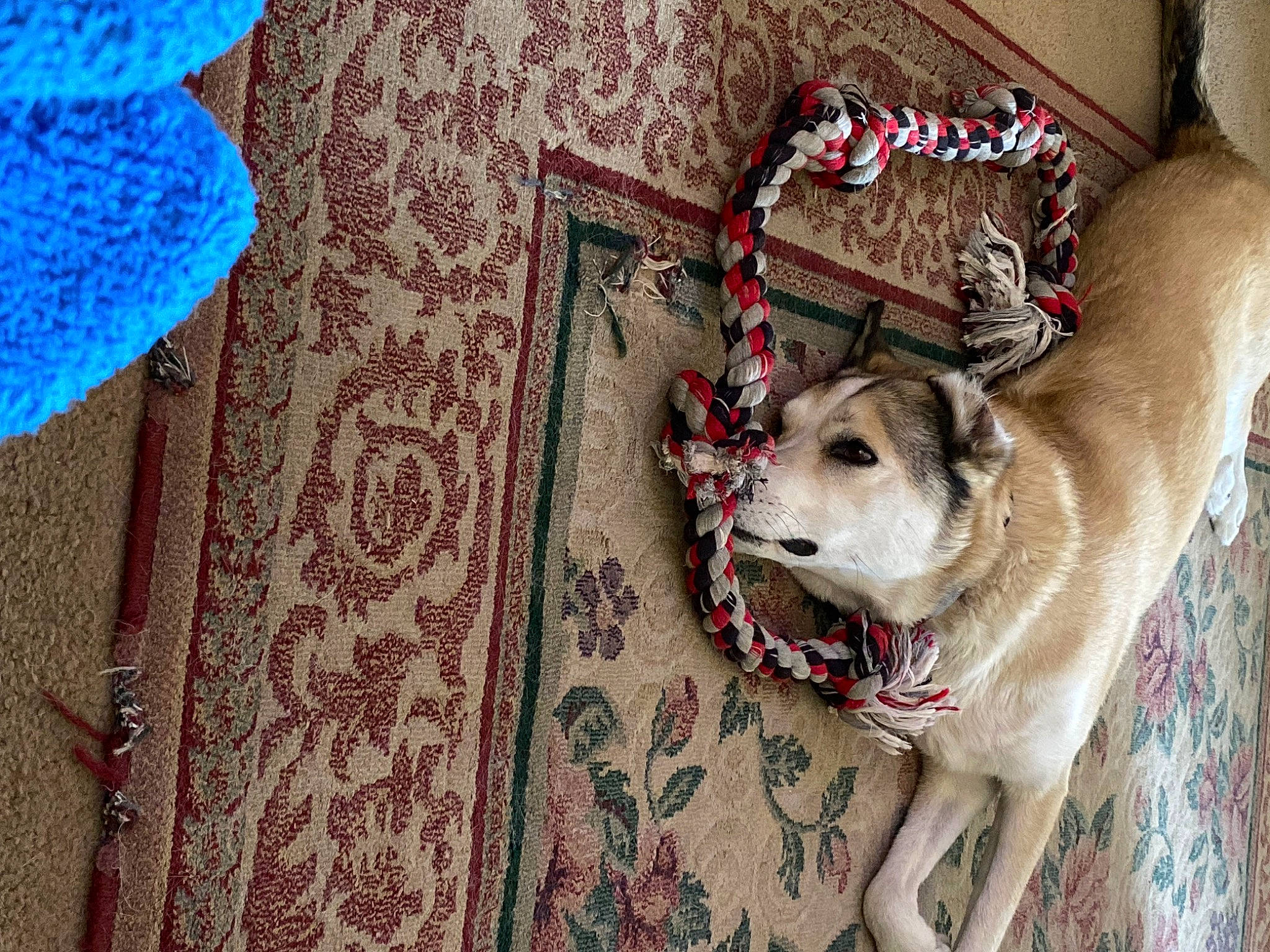 Sable is registered to the contest to win money with this photo: carnivore, collar, companion_dog, couch, dog, dog_breed, dog_collar, dog_supply, doily, drinkware, fawn, felidae, grey, linens, pink, snout, tableware, tail, toy_dog, whiskers