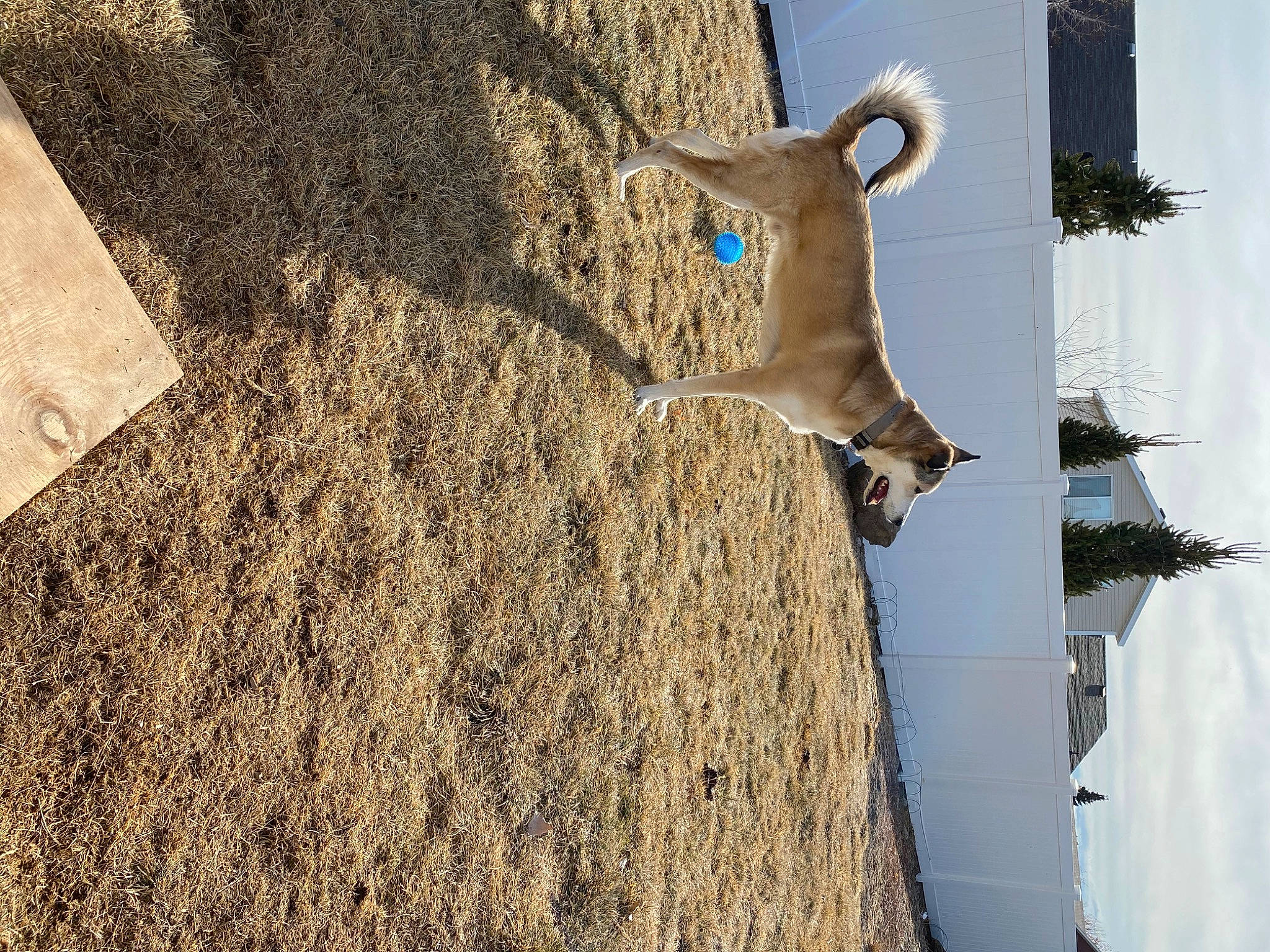 Sable joined the competition — help win amazing prizes! art, building, eyewear, facade, fawn, freezing, fur, pattern, plant, shadow, sky, snow, soil, street_light, tail, tree, trunk, twig, winter, wood