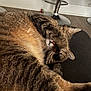 Rambo is registered to the contest to win money with this photo: cat, tabby, pet, animal, sleeping, paw, fur, closeup, cozy, domestic, resting, cute, whiskers, indoor, relaxed, mammal, face_covering, nap, feline, cute_pet