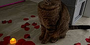 Rambo is registered to the contest to win money with this photo: cat, tabby_cat, rose_petals, candle, floor, indoor, pet, animal, curious, sitting, tile_floor, decor, romantic, cozy, feline, brown_cat, striped, whiskers, ears, tail