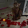 cat, tabby_cat, rose_petals, candle, floor, indoor, pet, animal, curious, sitting, tile_floor, decor, romantic, cozy, feline, brown_cat, striped, whiskers, ears, tail
