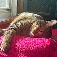 Rambo joined the competition — help win amazing prizes! cat, tabby, sleeping, nap, pink_blanket, sunlight, cozy, indoor, window, feline, pet, relaxed, fur, resting, domestic_animal, animal, closeup, peaceful, warm_light, texture