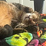 Rambo is registered to the contest to win money with this photo: cat, tabby, sleeping, nap, fur, whiskers, paws, blanket, colorful, smiley_faces, cozy, indoor, closeup, cute, pet, relaxed, fur_texture, animal, resting, soft