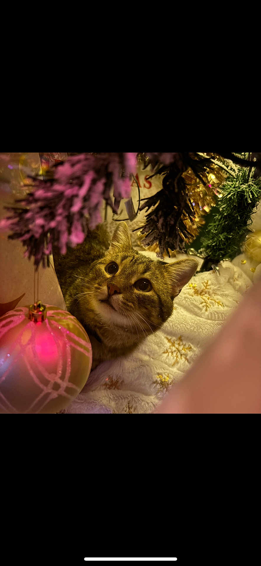 Rambo joined the competition — help win amazing prizes! cat, tabby_cat, christmas_tree, ornament, holiday, decorations, festive, cozy, soft_texture, lights, curious, animal, pet, indoor, closeup, feline, cute, warm_lighting, celebration, seasonal