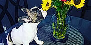 Mocha is registered to the contest to win money with this photo: dog, french_bulldog, puppy, flowers, sunflowers, roses, bouquet, vase, glass_table, chair, indoor, pet, curious, sniffing, table, black_chair, green_leaves, colorful, domestic_animal, cute