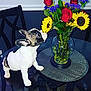 dog, french_bulldog, puppy, flowers, sunflowers, roses, bouquet, vase, glass_table, chair, indoor, pet, curious, sniffing, table, black_chair, green_leaves, colorful, domestic_animal, cute
