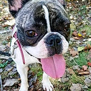 Mocha joined the competition — help win amazing prizes! dog, french_bulldog, tongue_out, close_up, pet, outdoor, grass, leaves, collar, leash, animal, cute, happy, face, ears, black_and_white, canine, nature, summer, pet_care