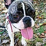 dog, french_bulldog, tongue_out, close_up, pet, outdoor, grass, leaves, collar, leash, animal, cute, happy, face, ears, black_and_white, canine, nature, summer, pet_care