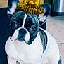 Mocha joined the competition — help win amazing prizes! dog, french_bulldog, party_hat, pet, animal, sitting, indoor, floor, tile, black, white, cute, face, ears, portrait, canine, domestic_animal, celebration, hat, looking