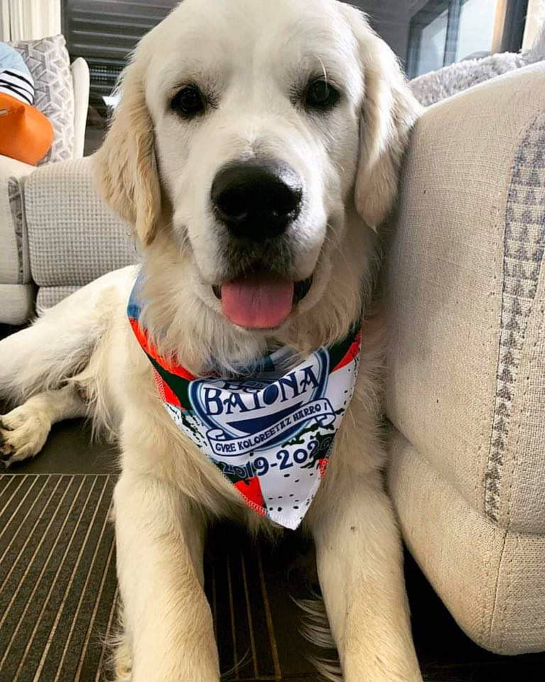 Roy participe au concours pour gagner de l'argent avec cette photo : canidae, carnivore, collar, companion_dog, dog, dog_breed, dog_collar, dog_supply, fashion_accessory, fawn, fur, happy, pet_supply, puppy, puppy_love, service, snout, sporting_group, webbing, working_animal