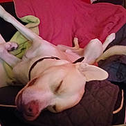 Léo a rejoint le concours — aidez-le/la à gagner de superbes lots ! blanket, canine, collar, comfort, couch, cozy, dog, domestic_animal, ears, fur, furniture, household, indoors, mammal, nose, paw, pet, relaxed, resting, sleeping