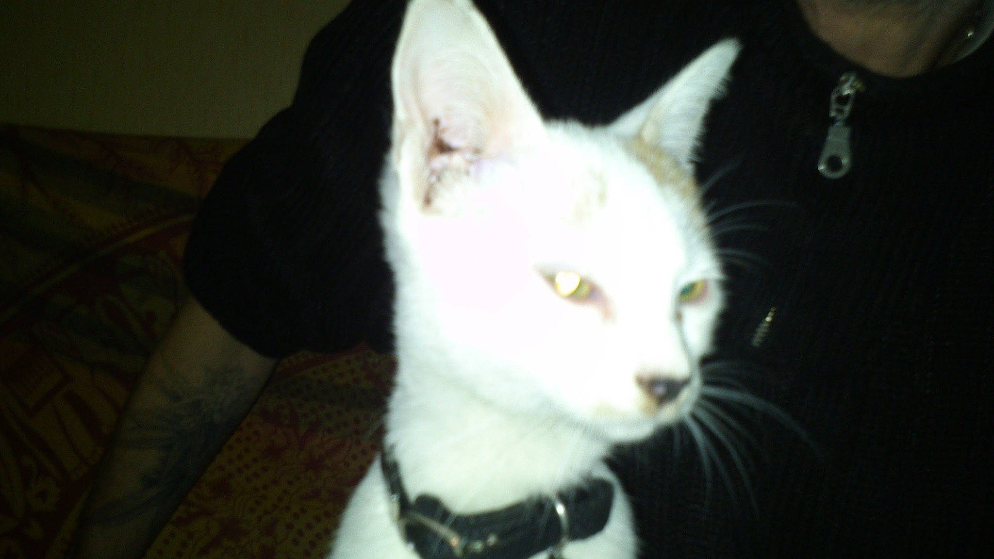 Marie Jeanne participe au concours pour gagner de l'argent avec cette photo : carnivore, cat, collar, domestic_short_haired_cat, ear, eye, felidae, fur, head, jaw, small_to_medium_sized_cats, snout, tail, whiskers