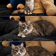 Mei Mei joined the competition — help win amazing prizes! cat, couch, cozy, cute, domestic_animal, feline, fluffy_cat, furry, home, indoor, laying_down, pet, plush_toy, portrait, relaxed, sitting, soft_texture, stuffed_animal, teddy_bear, wide_eyes