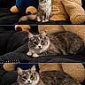 cat, couch, cozy, cute, domestic_animal, feline, fluffy_cat, furry, home, indoor, laying_down, pet, plush_toy, portrait, relaxed, sitting, soft_texture, stuffed_animal, teddy_bear, wide_eyes