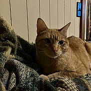 Marmalade joined the competition — help win amazing prizes! cat, orange_tabby, pet, animal, feline, resting, blanket, textile, indoor, cozy, fur, whiskers, ears, face, domestic, home, wood_paneling, relaxed, sleepy, cute