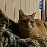 cat, orange_tabby, pet, animal, feline, resting, blanket, textile, indoor, cozy, fur, whiskers, ears, face, domestic, home, wood_paneling, relaxed, sleepy, cute