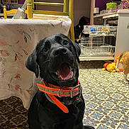 Alaska participe au concours pour gagner de l'argent avec cette photo : animal, black_dog, chair, dishwasher, dog, domestic, floor_pattern, floor_tiles, happy, household, indoor, kitchen, open_dishwasher, orange_collar, pet, playful, smiling_dog, table, tablecloth, toy