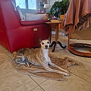 Illona a rejoint le concours — aidez-le/la à gagner de superbes lots ! dog, whippet, brindle_coat, blanket, tile_floor, red_recliner, armchair, living_room, houseplant, television, window, lamp, side_table, books, cozy, resting, alert, staring, indoor, pet