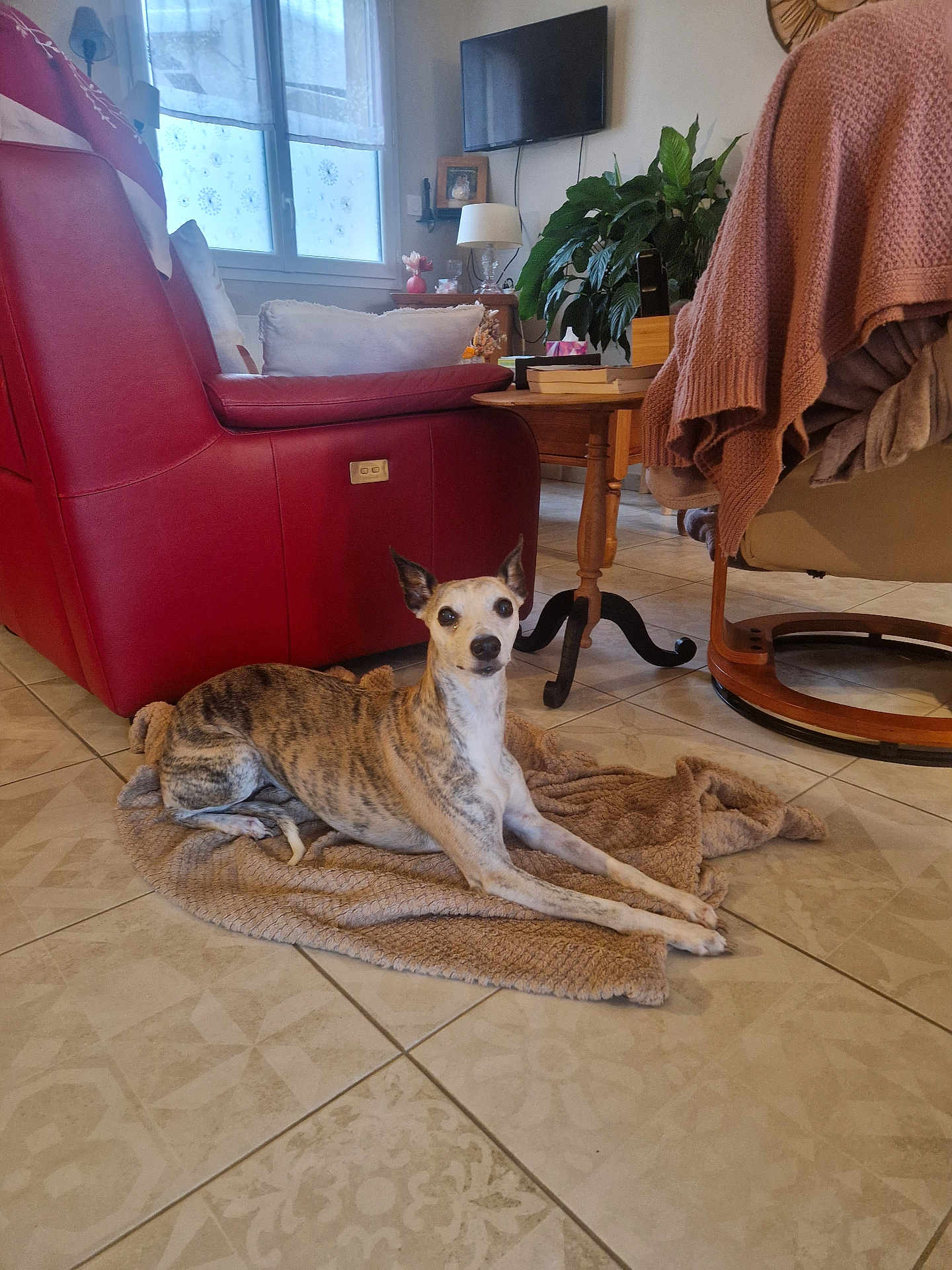 Illona a rejoint le concours — aidez-le/la à gagner de superbes lots ! dog, whippet, brindle_coat, blanket, tile_floor, red_recliner, armchair, living_room, houseplant, television, window, lamp, side_table, books, cozy, resting, alert, staring, indoor, pet