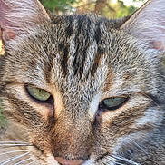 Lylou a rejoint le concours — aidez-le/la à gagner de superbes lots ! aegean_cat, cat, cat_like_mammal, close_up, domestic_short_haired_cat, dragon_li, european_shorthair, eye, fauna, fur, grass, mammal, pixie_bob, small_to_medium_sized_cats, snout, tabby_cat, whiskers, wild_cat, wildlife