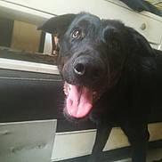 Vika participe au concours pour gagner de l'argent avec cette photo : dog, black_dog, tongue_out, indoor, kitchen, cabinet, tile_floor, pet, animal, canine, happy, close_up, standing, mouth_open, ears, fur, domestic_animal, house, floor, looking