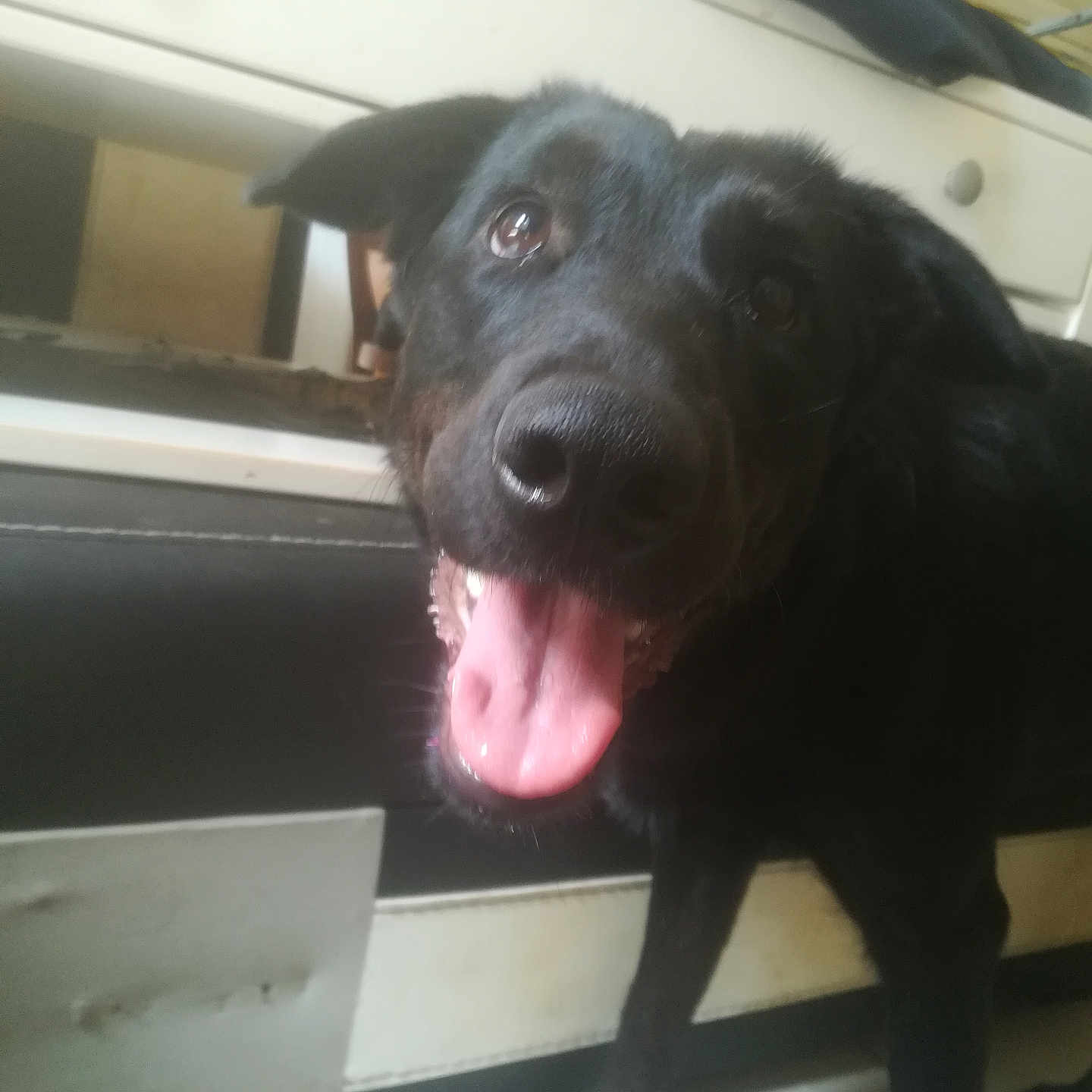 Vika participe au concours pour gagner de l'argent avec cette photo : animal, black_dog, cabinet, canine, close_up, dog, domestic_animal, ears, floor, fur, happy, house, indoor, kitchen, looking, mouth_open, pet, standing, tile_floor, tongue_out